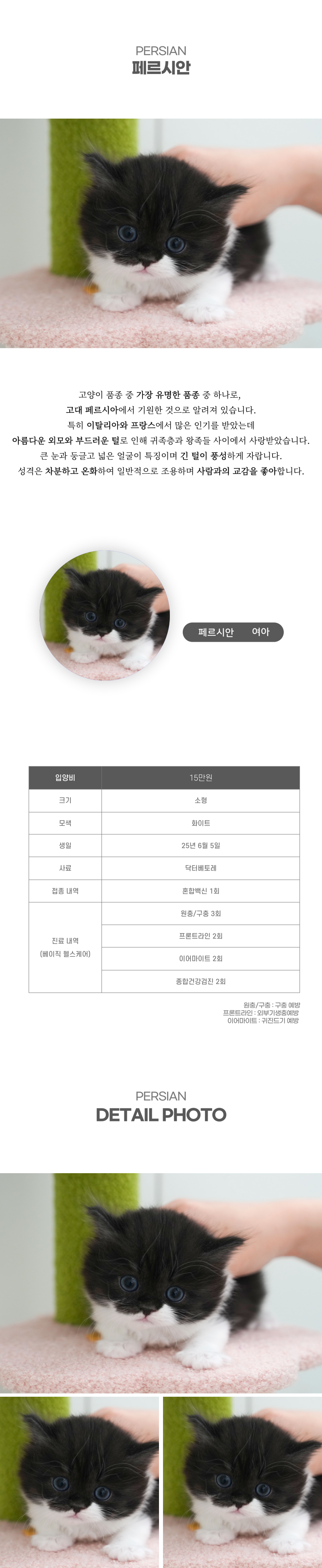 페르시안_상세이미지_2